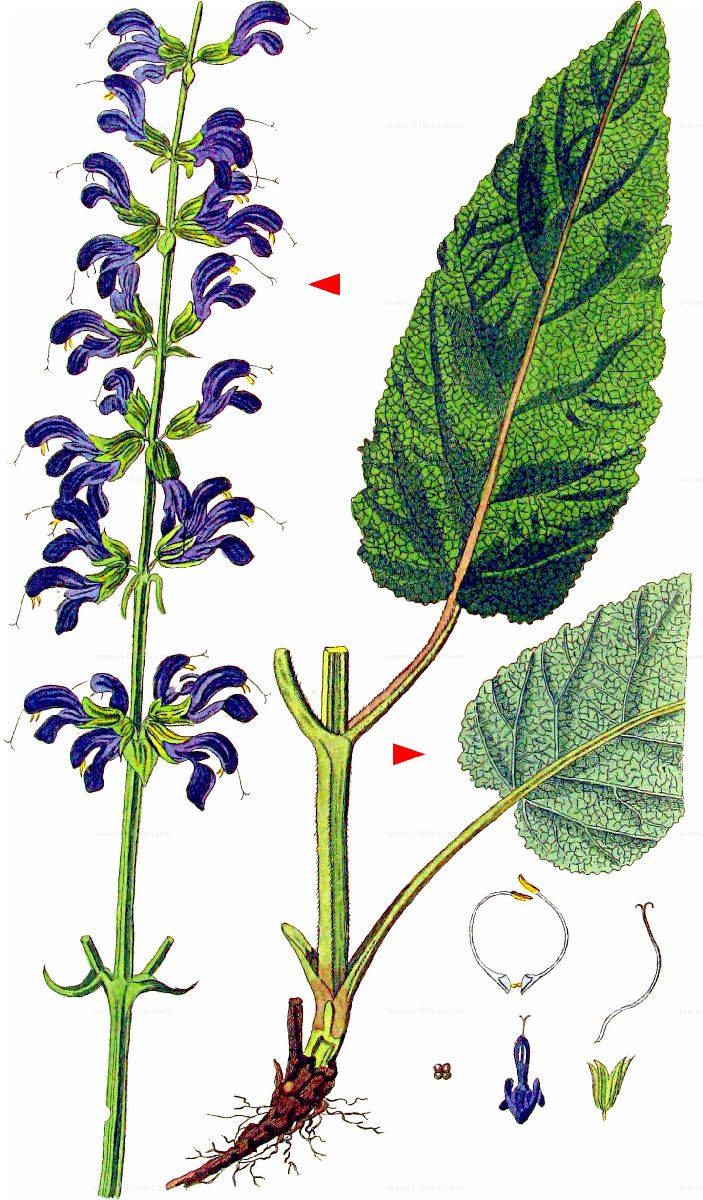 Salvia pratensis l