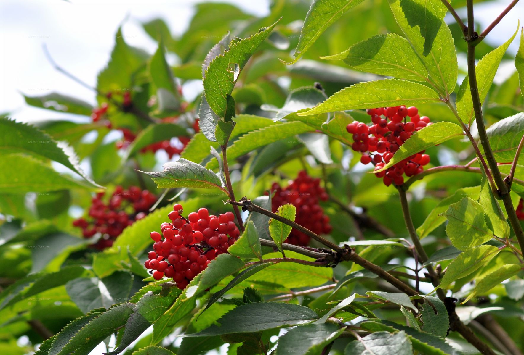 Stammbaum - Trauben-Holunder (Sambucus racemosa L.)
