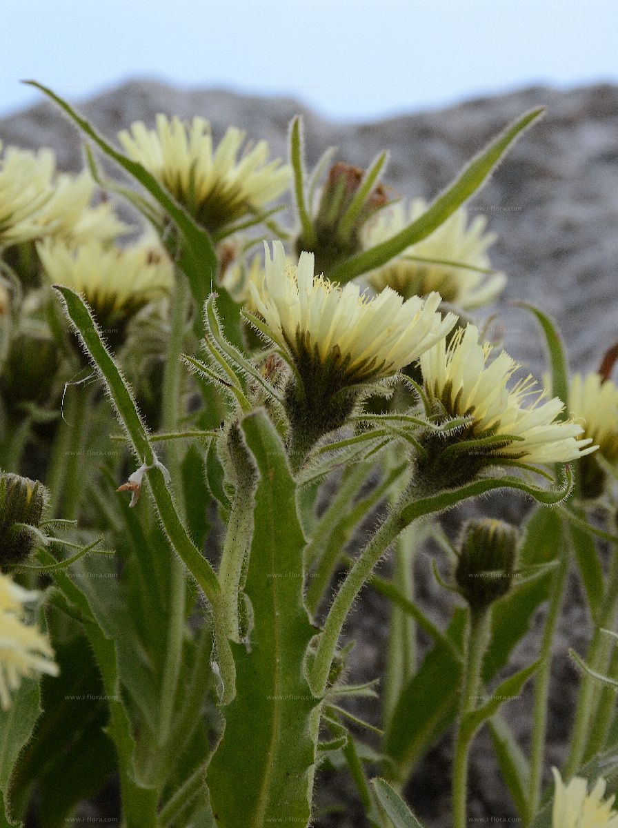 Arten Weißliches Habichtskraut (Schlagintweitia intybacea (All.) Griseb.)