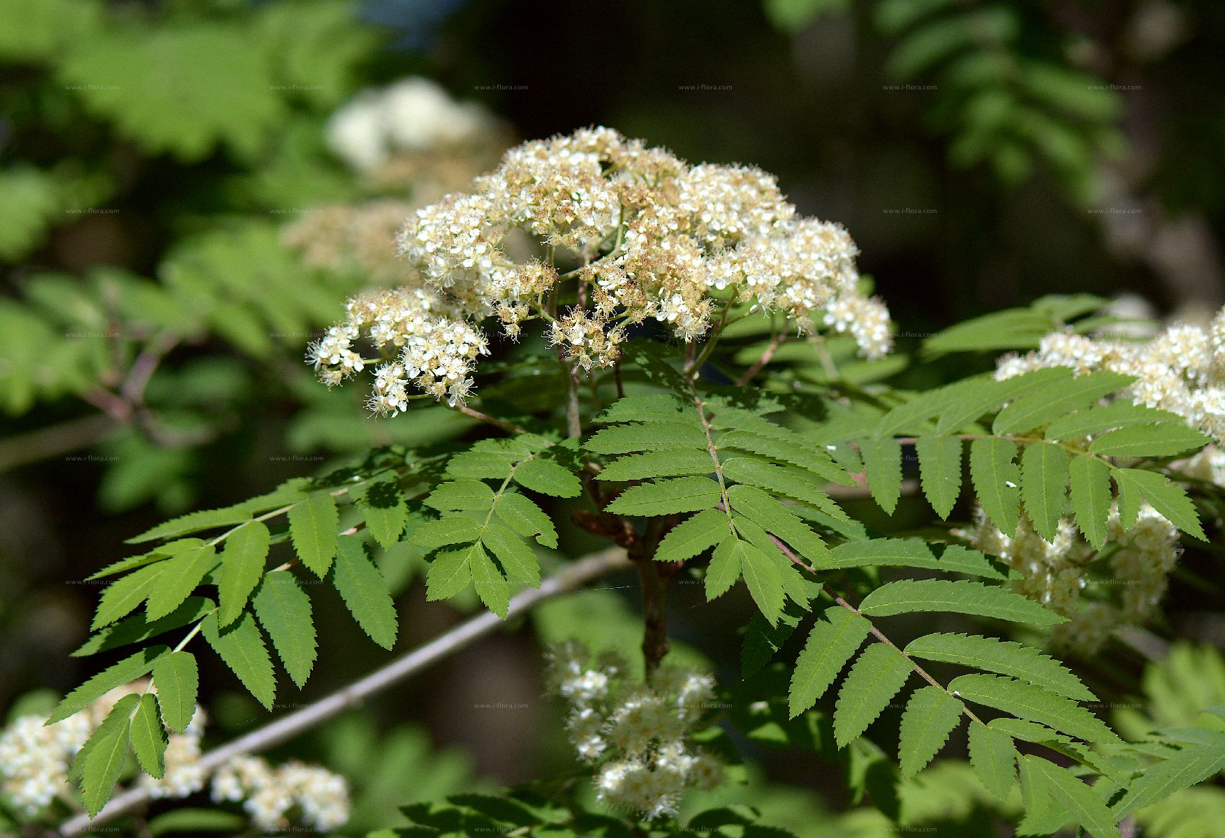 Phylogenetic tree - Vogelbeere (Sorbus aucuparia L.)