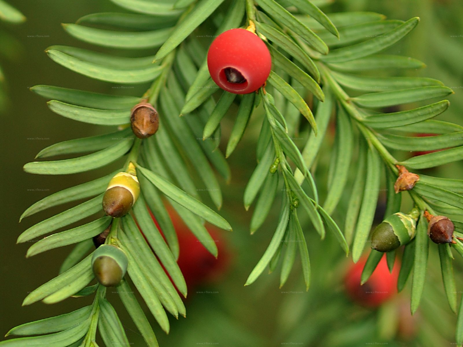 Phylogenetic Tree Europ ische Eibe Taxus Baccata L 