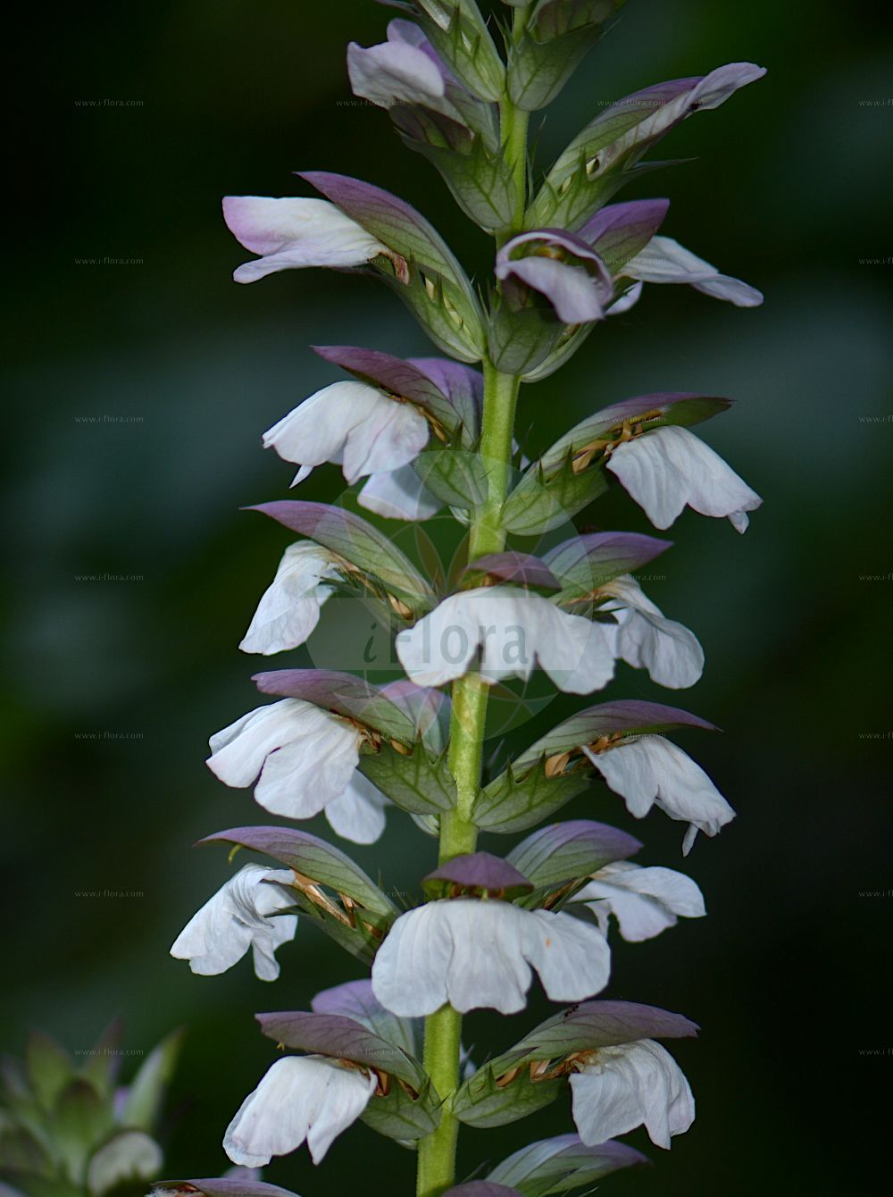 Foto von Acanthus mollis (Bear's-breech). Das Bild zeigt Blatt und Bluete. Das Foto wurde in Bologna, Emilia-Romagna, Italien aufgenommen. ---- Photo of Acanthus mollis (Bear's-breech). The image is showing leaf and flower. The picture was taken in Bologna, Emilia-Romagna, Italy.(Acanthus mollis,Bear's-breech,Acanthus mollis,Acanthus spinulosus,Acanthus,Acanthaceae,Blatt,Bluete,leaf,flower)