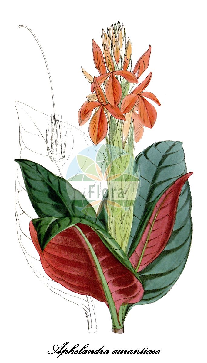 Historische Abbildung von Aphelandra aurantiaca. Das Bild zeigt Blatt, Bluete, Frucht und Same. ---- Historical Drawing of Aphelandra aurantiaca. The image is showing leaf, flower, fruit and seed.(Aphelandra aurantiaca,Aphelandra,Glanzkölbchen,Acanthaceae,Akanthusgewächse,Blatt,Bluete,Frucht,Same,leaf,flower,fruit,seed,Curtis Botanical Magazine (1868))