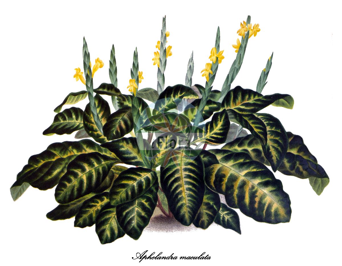 Historische Abbildung von Aphelandra maculata. Das Bild zeigt Blatt, Bluete, Frucht und Same. ---- Historical Drawing of Aphelandra maculata. The image is showing leaf, flower, fruit and seed.(Aphelandra maculata,Aphelandra,Glanzkölbchen,Acanthaceae,Akanthusgewächse,Blatt,Bluete,Frucht,Same,leaf,flower,fruit,seed,L’ Illustration horticole (1891))