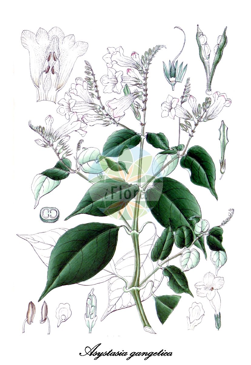 Historische Abbildung von Asystasia gangetica. Das Bild zeigt Blatt, Bluete, Frucht und Same. ---- Historical Drawing of Asystasia gangetica. The image is showing leaf, flower, fruit and seed.(Asystasia gangetica,Asystasia coromandeliana,Justicia gangetica,Asystasia,Acanthaceae,Akanthusgewächse,Blatt,Bluete,Frucht,Same,leaf,flower,fruit,seed,Wight (1846-1851))
