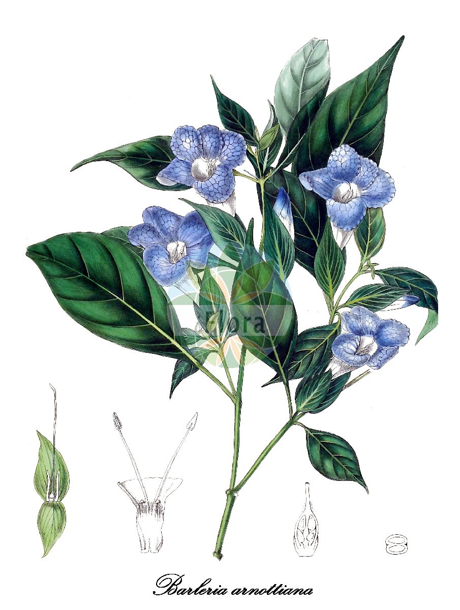 Historische Abbildung von Barleria arnottiana. Das Bild zeigt Blatt, Bluete, Frucht und Same. ---- Historical Drawing of Barleria arnottiana. The image is showing leaf, flower, fruit and seed.(Barleria arnottiana,Barleria,Acanthaceae,Akanthusgewächse,Blatt,Bluete,Frucht,Same,leaf,flower,fruit,seed,Trimen (1893-1898))