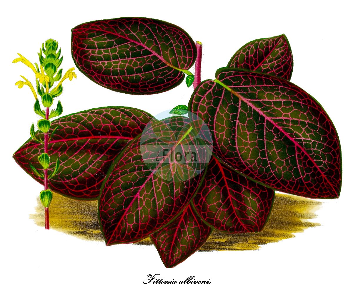 Historische Abbildung von Fittonia albivenis. Das Bild zeigt Blatt, Bluete, Frucht und Same. ---- Historical Drawing of Fittonia albivenis. The image is showing leaf, flower, fruit and seed.(Fittonia albivenis,Fittonia,Fittonie,Acanthaceae,Akanthusgewächse,Blatt,Bluete,Frucht,Same,leaf,flower,fruit,seed,La Belgique horticole (1863))
