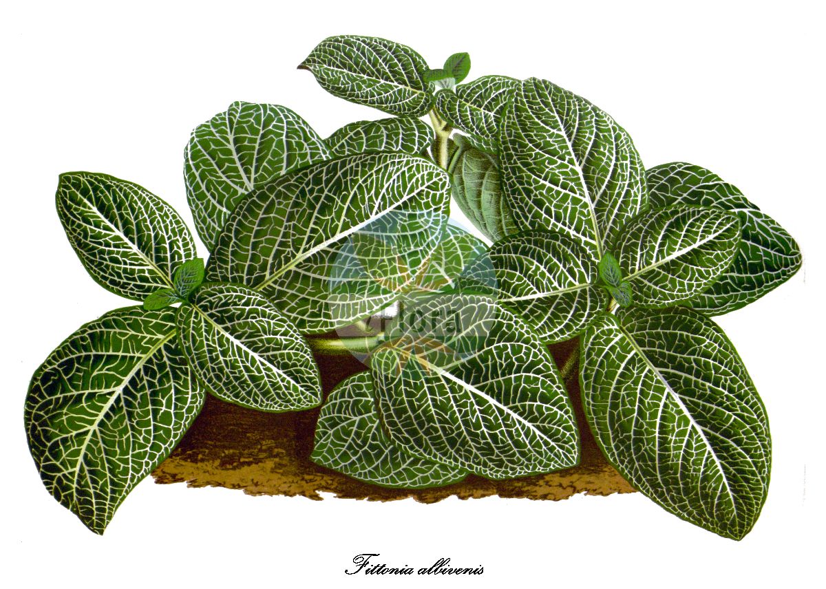 Historische Abbildung von Fittonia albivenis. Das Bild zeigt Blatt, Bluete, Frucht und Same. ---- Historical Drawing of Fittonia albivenis. The image is showing leaf, flower, fruit and seed.(Fittonia albivenis,Fittonia,Fittonie,Acanthaceae,Akanthusgewächse,Blatt,Bluete,Frucht,Same,leaf,flower,fruit,seed,Flore des serres et des jardin de l’Europe (1845-1880))