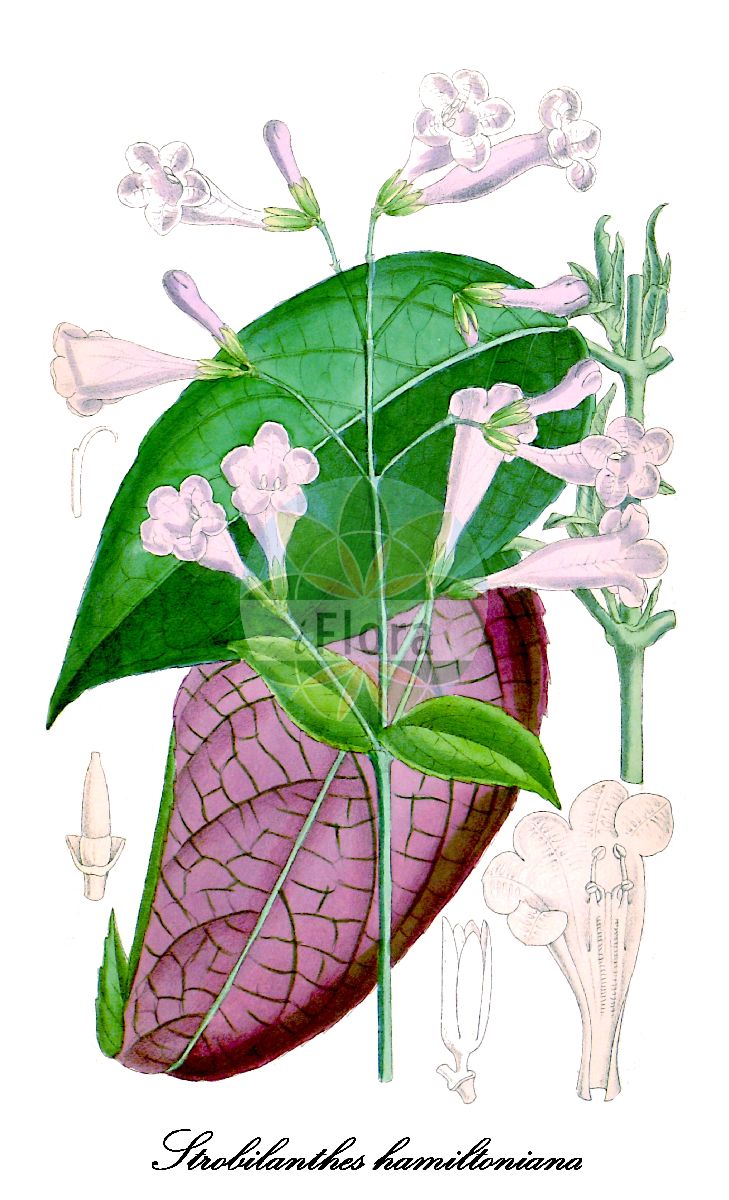 Historische Abbildung von Strobilanthes hamiltoniana. Das Bild zeigt Blatt, Bluete, Frucht und Same. ---- Historical Drawing of Strobilanthes hamiltoniana. The image is showing leaf, flower, fruit and seed.(Strobilanthes hamiltoniana,Strobilanthes,Strobilanthe,Acanthaceae,Akanthusgewächse,Blatt,Bluete,Frucht,Same,leaf,flower,fruit,seed,Curtis Botanical Magazine (1887))