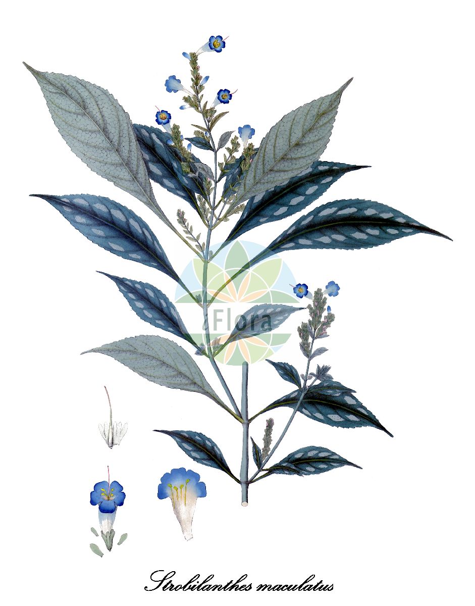 Historische Abbildung von Strobilanthes maculatus. Das Bild zeigt Blatt, Bluete, Frucht und Same. ---- Historical Drawing of Strobilanthes maculatus. The image is showing leaf, flower, fruit and seed.(Strobilanthes maculatus,Ruellia maculata,Strobilanthes,Strobilanthe,Acanthaceae,Akanthusgewächse,Blatt,Bluete,Frucht,Same,leaf,flower,fruit,seed,Wallich (1830-1832))