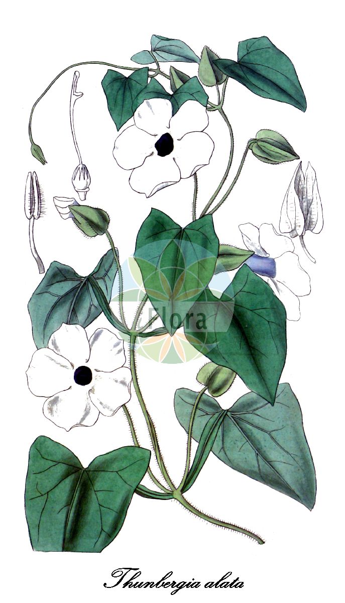 Historische Abbildung von Thunbergia alata (Schwarzäugige Susanne). Das Bild zeigt Blatt, Bluete, Frucht und Same. ---- Historical Drawing of Thunbergia alata (Schwarzäugige Susanne). The image is showing leaf, flower, fruit and seed.(Thunbergia alata,Schwarzäugige Susanne,Thunbergia,Thunbergie,Acanthaceae,Akanthusgewächse,Blatt,Bluete,Frucht,Same,leaf,flower,fruit,seed,Curtis Botanical Magazine (1836))