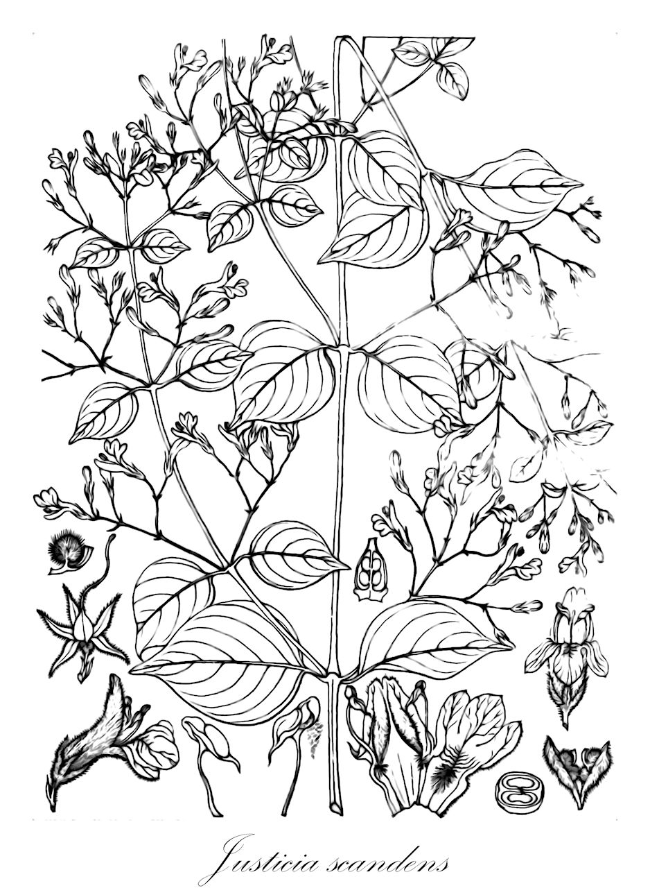 Justicia scandens - Acanthaceae,Plantae,Pteridobiotina,Angiosperms,Lamiales,Acanthaceae,Justicia,Justicia scandens,Ecbolium abyssinicum, Gendarussa abyssinica, Gendarussa dichotoma, Justicia careyana, Justicia corymbosa, Justicia cymosa, Justicia dichotoma, Justicia glabra, Justicia glabra var. pubescens, Justicia glabrata, Justicia mauritiana, Justicia umbellata, Rhaphidospora abyssinica, Rhaphidospora glabra, Rhaphidospora glabra var. pubescens, Rhaphidospora glabrituba, Rhinacanthus scandens