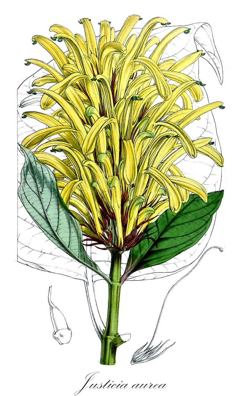 Justicia aurea - Acanthaceae,Plantae,Pteridobiotina,Angiosperms,Lamiales,Acanthaceae,Justicia,Justicia aurea,Adhatoda vellasquezii, Cyrtanthera aurea, Cyrtanthera aurea var. glaberrima, Cyrtanthera catalpifolia, Cyrtanthera umbrosa, Ecbolium vellasquezii, Jacobinia aurea, Jacobinia catalpifolia, Jacobinia catalpifolia, Jacobinia umbrosa, Jacobinia umbrosa f. erythrantha, Justicia aurea f. erythrantha, Justicia macdonaldii, Justicia umbrosa, Justicia vellasquezii