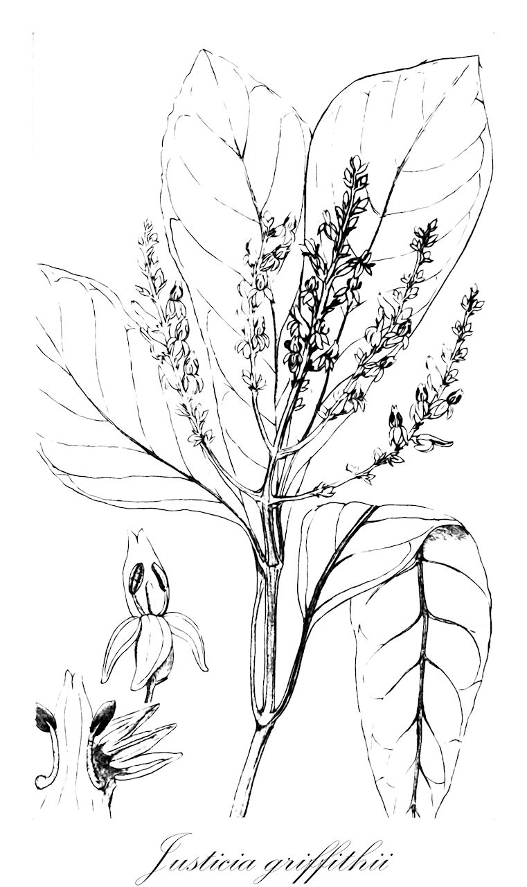 Justicia griffithii - Acanthaceae,Plantae,Pteridobiotina,Angiosperms,Lamiales,Acanthaceae,Justicia,Justicia griffithii,Dianthera griffithii, Ecbolium griffithii, Justicia orchioides, Sphinctacanthus griffithii