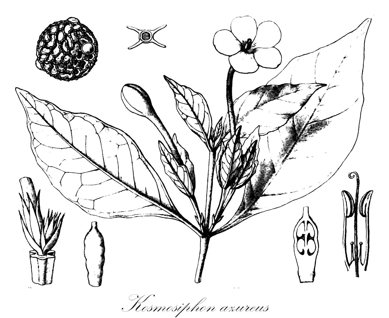 Kosmosiphon azureus - Acanthaceae,Plantae,Pteridobiotina,Angiosperms,Lamiales,Acanthaceae,Kosmosiphon,Kosmosiphon azureus