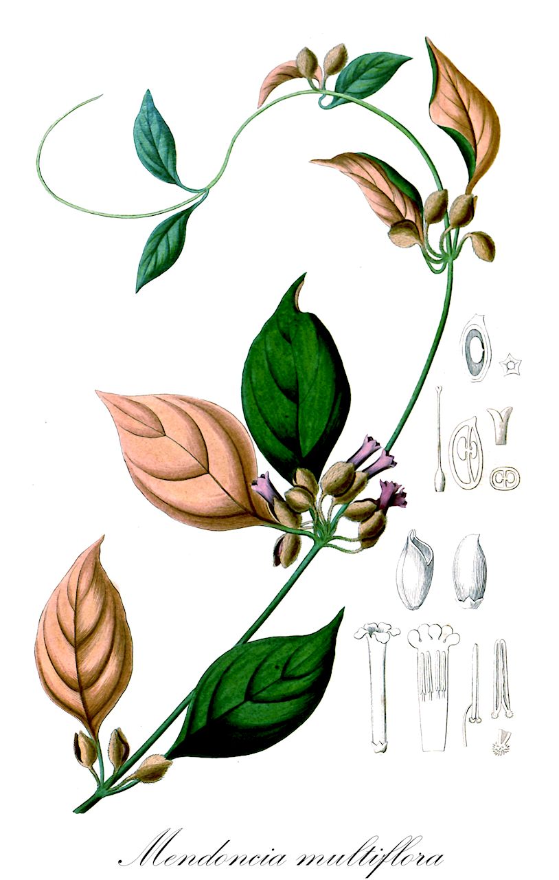 Mendoncia multiflora - Acanthaceae,Plantae,Pteridobiotina,Angiosperms,Lamiales,Acanthaceae,Mendoncia,Mendoncia multiflora,Mendoncia strigosa
