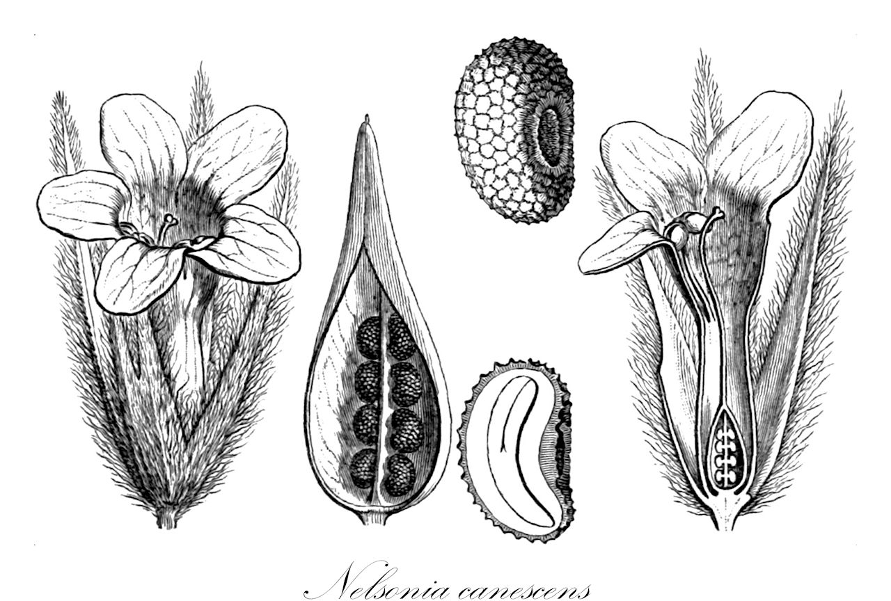 Nelsonia canescens - Acanthaceae,Plantae,Pteridobiotina,Angiosperms,Lamiales,Acanthaceae,Nelsonia,Nelsonia canescens,Acanthodium spicatum, Dianthera celebica, Dianthera tomentosa, Justicia ajugoides, Justicia bengalensis, Justicia canescens, Justicia lamiifolia, Justicia nummulariifolia, Justicia origanoides, Justicia pentasticha, Justicia pusilla, Justicia tomentosa, Justicia vestita, Nelsonia albicans, Nelsonia brunelloides var. canescens, Nelsonia campestris, Nelsonia campestris var. vestita, Nelsonia canescens var. canescens, Nelsonia canescens var. vestita, Nelsonia lamiifolia, Nelsonia nummulariifolia, Nelsonia origanoides, Nelsonia pohlii, Nelsonia rotundifolia, Nelsonia senegalensis, Nelsonia tomentosa, Nelsonia vestita, Nelsonia villosa, Origanum lanatum, Rhaphidospora vestita, Rostellularia bonthainensis, Ruellia diffusa, Ruellia eriostachya, Strophacanthus bonthainensis, Zahlbrucknera repens