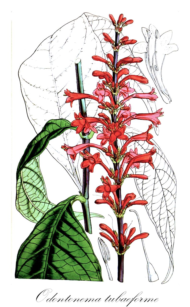 Odontonema tubaeforme - Acanthaceae,Plantae,Pteridobiotina,Angiosperms,Lamiales,Acanthaceae,Odontonema,Odontonema tubaeforme,Justicia tubaeformis, Odontonema amicorum, Odontonema flagellum, Odontonema longifolium, Odontonema pantasmense, Odontonema strictum, Thyrsacanthus flagellum, Thyrsacanthus longifolius, Thyrsacanthus pantasmensis, Thyrsacanthus strictus, Thyrsacanthus strictus f. evolutior, Thyrsacanthus tubaeformis