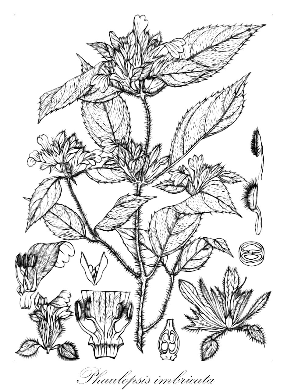 Phaulopsis imbricata - Acanthaceae,Plantae,Pteridobiotina,Angiosperms,Lamiales,Acanthaceae,Phaulopsis,Phaulopsis imbricata,Aetheilema anisophyllum, Aetheilema imbricatum, Aetheilema imbricatum, Aetheilema imbricatum, Aetheilema rothii, Micranthus oppositifolius var. longifolius, Ruellia imbricata