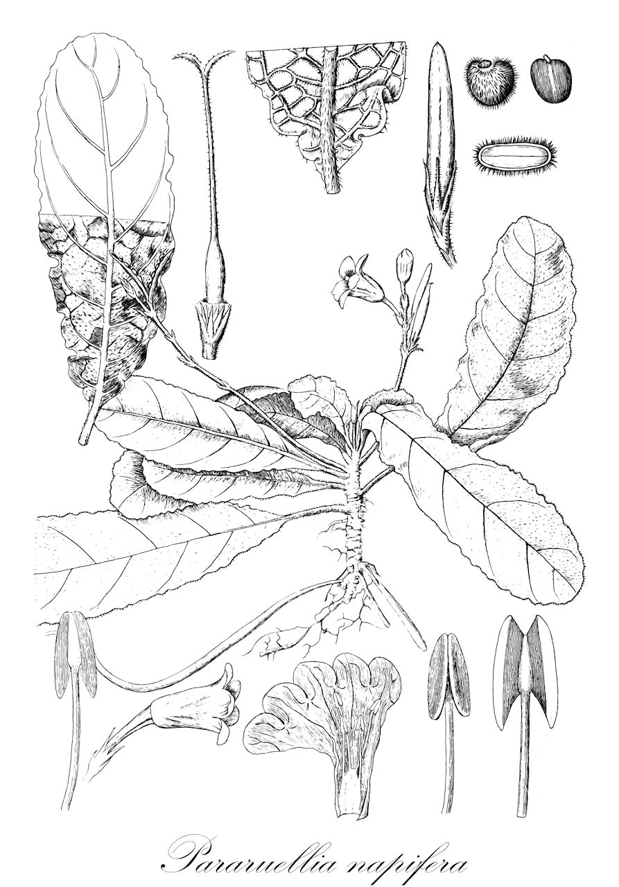 Pararuellia napifera - Acanthaceae,Plantae,Pteridobiotina,Angiosperms,Lamiales,Acanthaceae,Pararuellia,Pararuellia napifera,Aporuellia napifera, Ruellia napifera, Staurogyne javanica