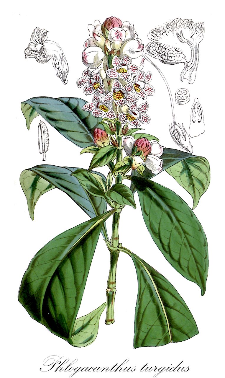 Phlogacanthus turgidus - Acanthaceae,Plantae,Pteridobiotina,Angiosperms,Lamiales,Acanthaceae,Phlogacanthus,Phlogacanthus turgidus,Cystacanthus harmandii, Cystacanthus turgida, Meninia turgida