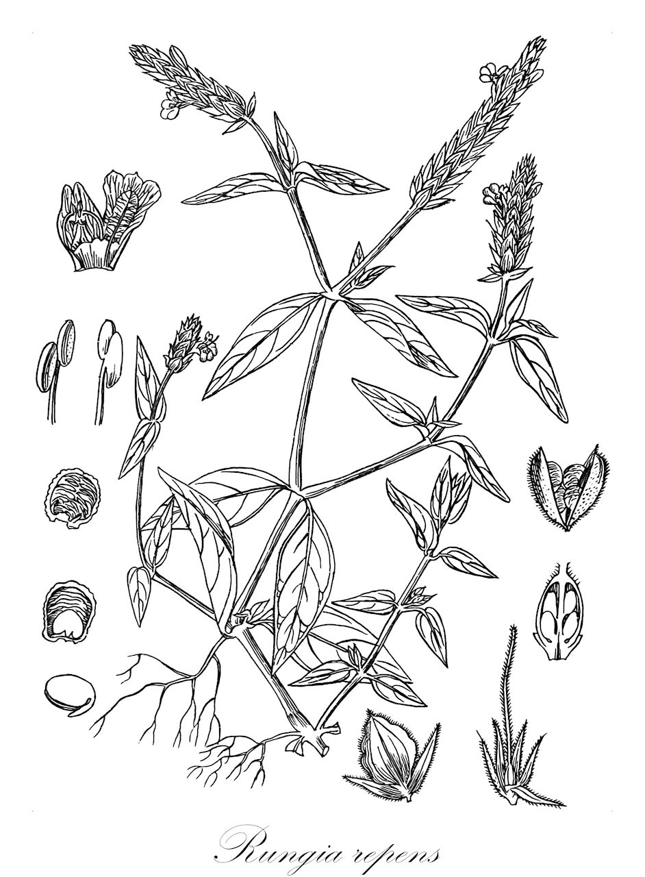 Rungia repens - Acanthaceae,Plantae,Pteridobiotina,Angiosperms,Lamiales,Acanthaceae,Rungia,Rungia repens,Diapedium repens, Diapedium repens f. albiflorum, Diapedium repens f. coeruleum, Diapedium repens f. maculatum, Diapedium repens f. roseum, Diapedium repens var. albopalatiferum, Dicliptera repens, Justicia repens