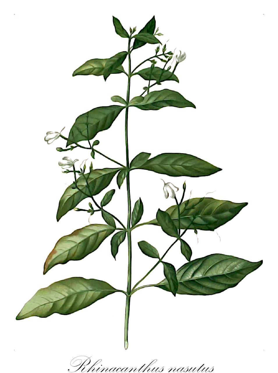 Rhinacanthus nasutus - Acanthaceae,Plantae,Pteridobiotina,Angiosperms,Lamiales,Acanthaceae,Rhinacanthus,Rhinacanthus nasutus,Justicia nasuta, Rhinacanthus communis