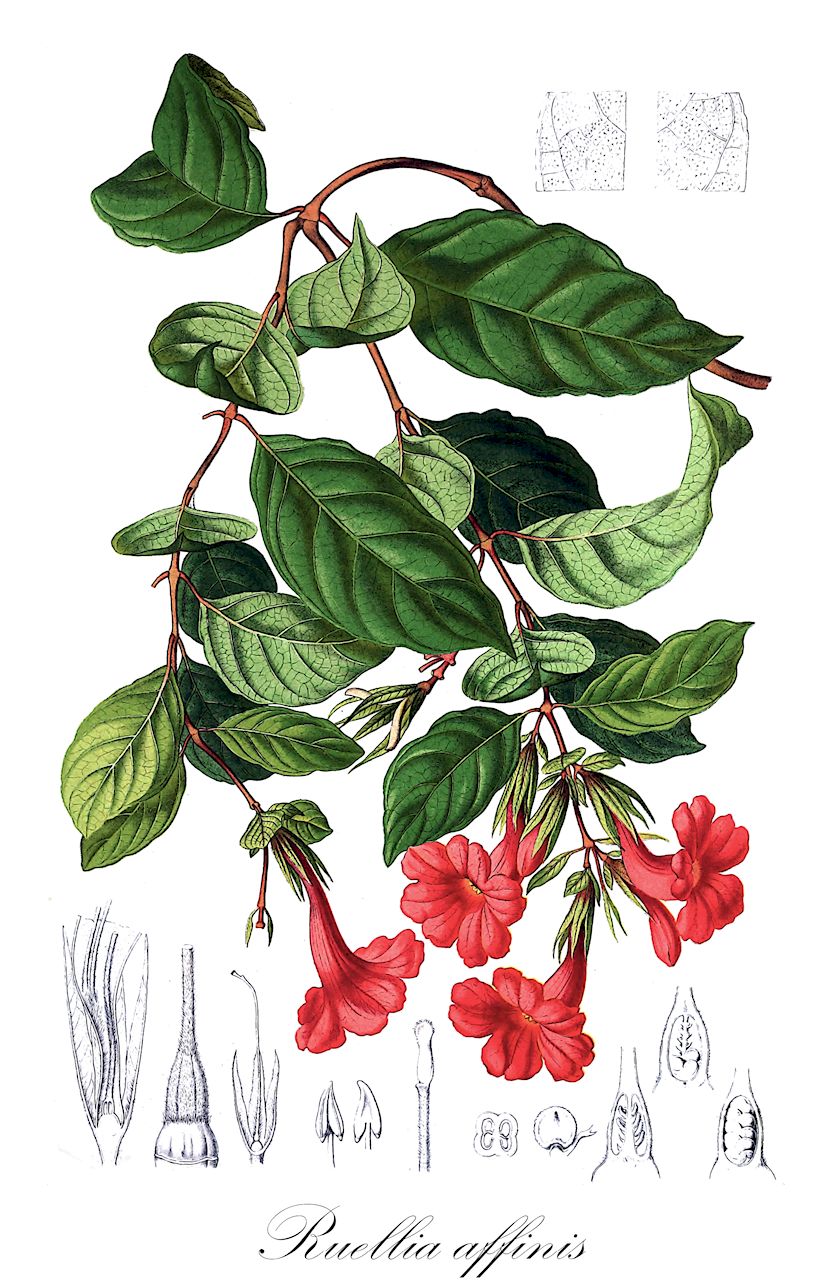 Ruellia affinis - Acanthaceae,Plantae,Pteridobiotina,Angiosperms,Lamiales,Acanthaceae,Ruellia,Ruellia affinis,Arrhostoxylum affine, Arrhostoxylum affine var. anomalum, Dipteracanthus affinis, Neowedia affinis, Ruellia grandiflora, Ruellia speciosa
