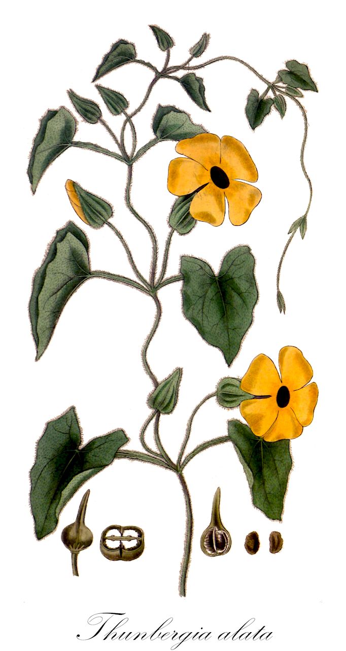 Thunbergia alata - Acanthaceae,Plantae,Pteridobiotina,Angiosperms,Lamiales,Acanthaceae,Thunbergia,Thunbergia alata,Endomelas alata, Thunbergia alata var. alba, Thunbergia alata var. albiflora, Thunbergia alata var. minor, Thunbergia alata var. retinervia, Thunbergia alata var. velutina, Thunbergia alata var. vixalata, Thunbergia albiflora, Thunbergia aurantiaca, Thunbergia backeri, Thunbergia bakeri, Thunbergia bikimaensis, Thunbergia delamerei, Thunbergia doddsii, Thunbergia fryeri, Thunbergia fuscata, Thunbergia kamatembica, Thunbergia leucantha, Thunbergia manganjensis, Thunbergia nymphaeifolia, Thunbergia oculata, Valentiana volubilis,Schwarzäugige Susanne;antejo de poeta;bejuco de perdiz;ojo de poeta;primorosa;thunbergia;bunda-de-negro;maria-sem-vergonha;тунбергия крылатая