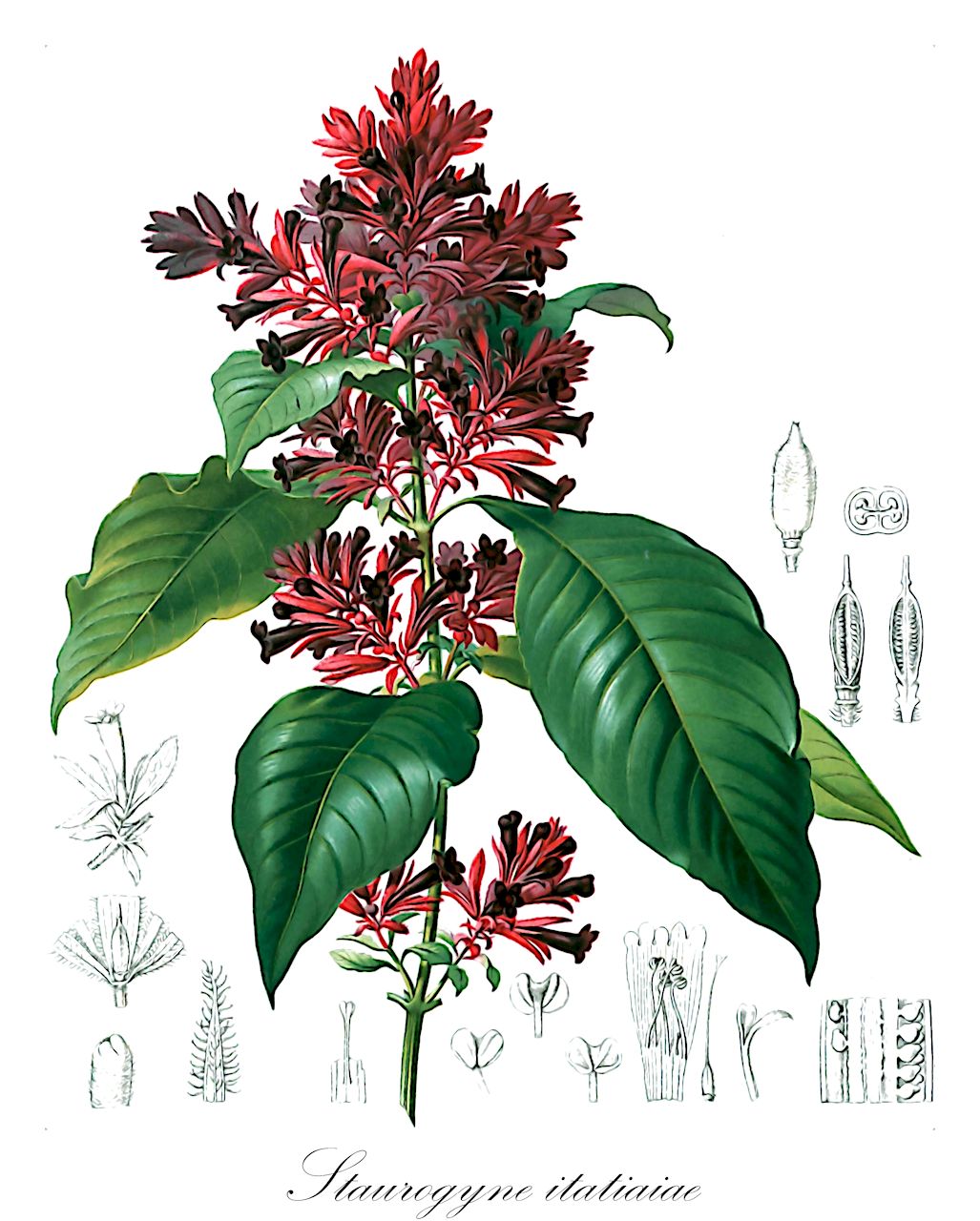 Staurogyne itatiaiae - Acanthaceae,Plantae,Pteridobiotina,Angiosperms,Lamiales,Acanthaceae,Staurogyne,Staurogyne itatiaiae,Ebermaiera itatiaiae