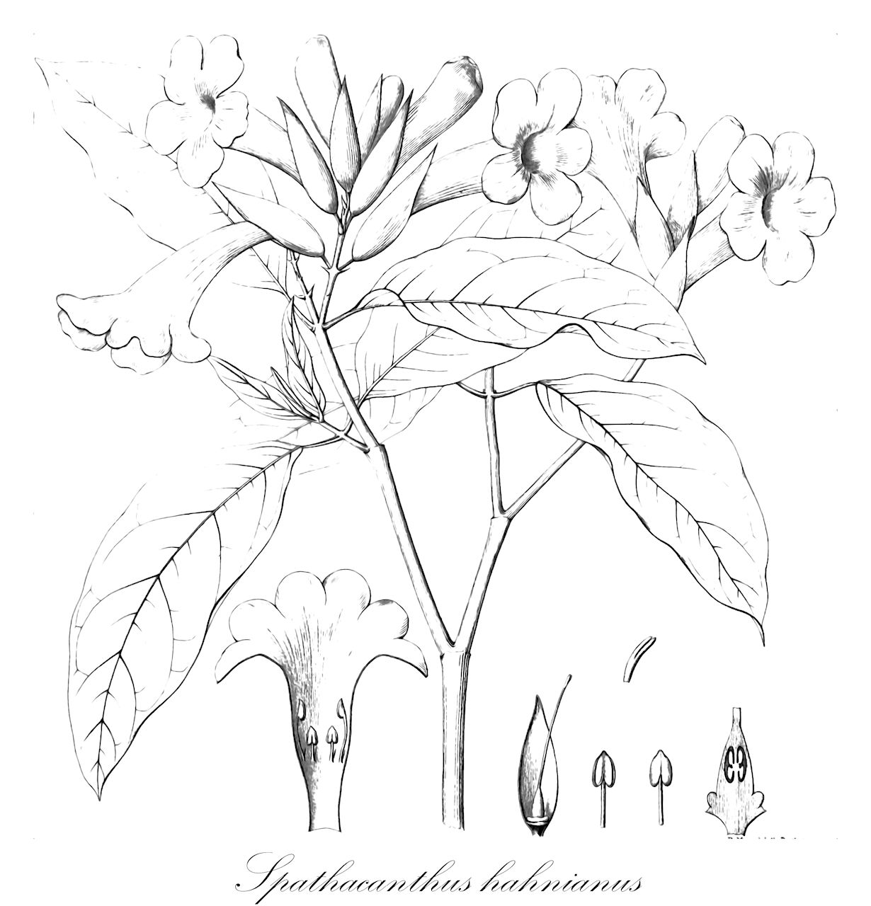 Spathacanthus hahnianus - Acanthaceae,Plantae,Pteridobiotina,Angiosperms,Lamiales,Acanthaceae,Spathacanthus,Spathacanthus hahnianus,Macfadyena simplicifolia, Ruellia macrocarpa, Spathacanthus donnell-smithianus, Spathacanthus donnell-smithianus, Spathacanthus simplicifolius, Spathacanthus simplicifolius