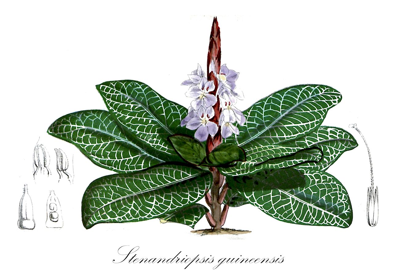 Stenandriopsis guineensis - Acanthaceae,Plantae,Pteridobiotina,Angiosperms,Lamiales,Acanthaceae,Stenandriopsis,Stenandriopsis guineensis,Crossandra elatior, Crossandra guineensis, Stenandrium guineense