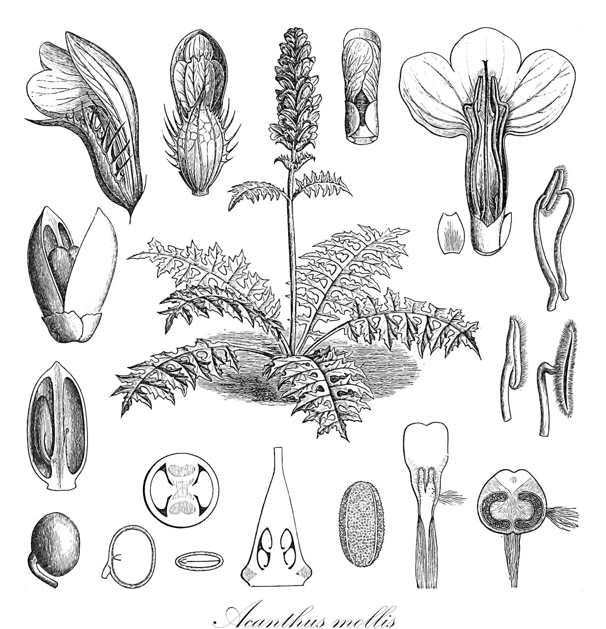 Acanthus mollis - Acanthaceae,Plantae,Pteridobiotina,Angiosperms,Lamiales,Acanthaceae,Acanthus,Acanthus mollis,Acanthus lusitanicus, Acanthus mollis var. nigra,Weicher Akanthus;Akanthus;bear's-breech;Acanthe molle;branche-ursine;acanthe;acanthe à feuilles molles;patta d'ours;acanto;oreja gigante;hierba carderona;alas de ángel;alcanto;branca medicinal;carderona;carneruna;flor de Argel;hierba giganta;hierba gigantina;lampazo;nazarenos;nazarenos de Andalucía;oreja de gigante;acanto;acanto comune;branca orsina;brancalupo;moeras-kartelblad;zachte acanthus;erva-gigante;acanto;acanto-manso;branca-ursina;pé-de-urso;gigante;акант мягкий;ayıpençesi;acant;ala d'àngel;branca ursina;cànem de bruixes;carnera;caruera;herba carnera;herba gegant;orella de tata;meki primog;mjukakantus;björnklo;blød akantus;blød akantus;akant miękki;akant;ハアザミ;haazami;akansasu;akantsusu;アカンツス;アカンサス;ħannewija