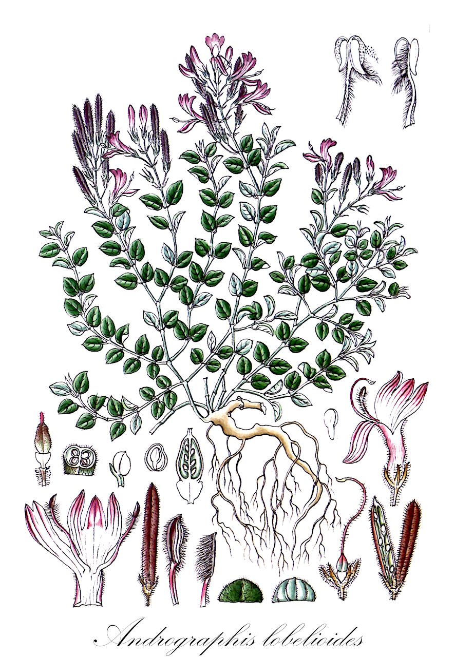 Andrographis lobelioides - Acanthaceae,Plantae,Pteridobiotina,Angiosperms,Lamiales,Acanthaceae,Andrographis,Andrographis lobelioides,Justicia lobelioides