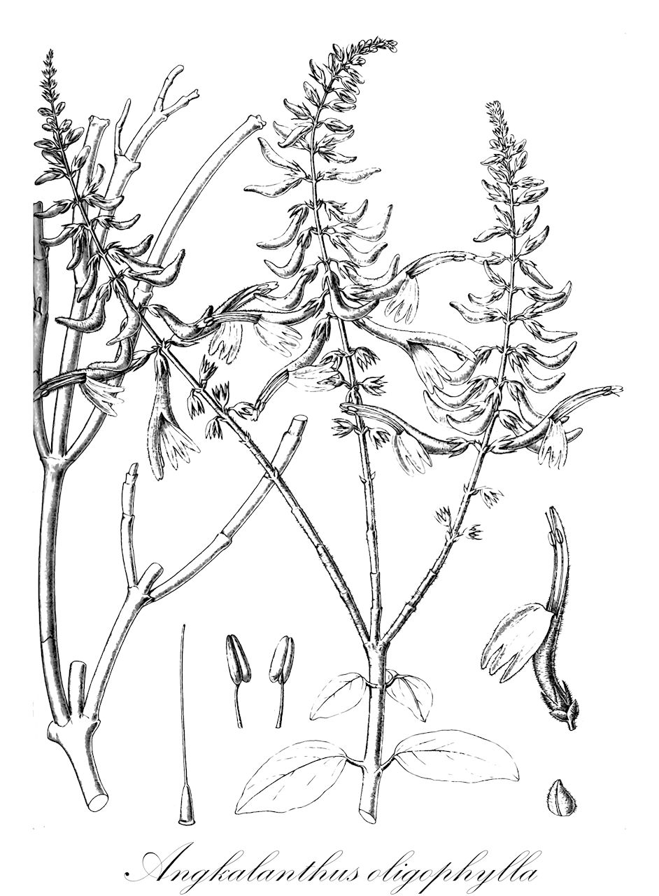 Angkalanthus oligophylla - Acanthaceae,Plantae,Pteridobiotina,Angiosperms,Lamiales,Acanthaceae,Angkalanthus,Angkalanthus oligophylla,Angkalanthus paucifolius