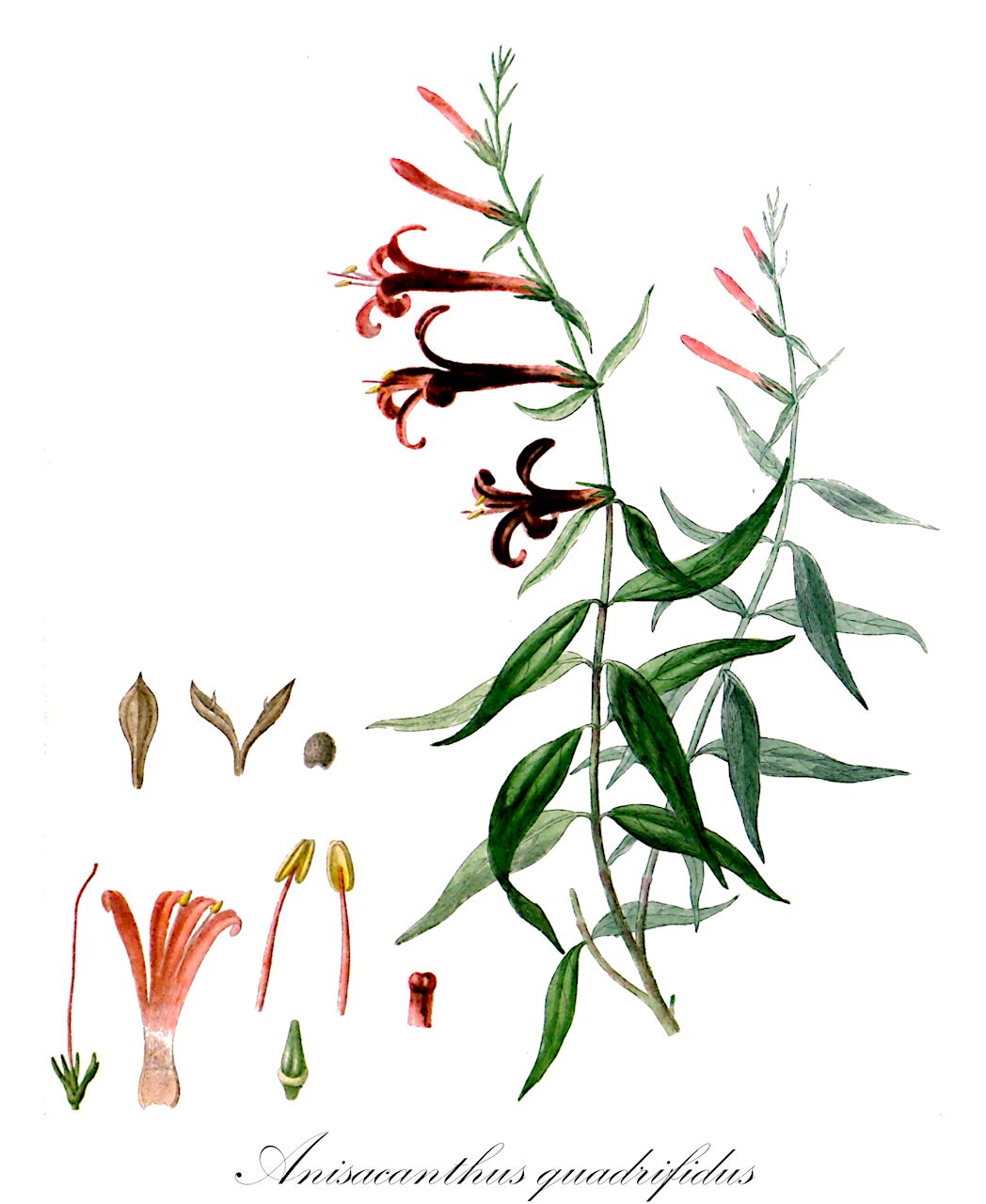 Anisacanthus quadrifidus - Acanthaceae,Plantae,Pteridobiotina,Angiosperms,Lamiales,Acanthaceae,Anisacanthus,Anisacanthus quadrifidus,Justicia quadrifida