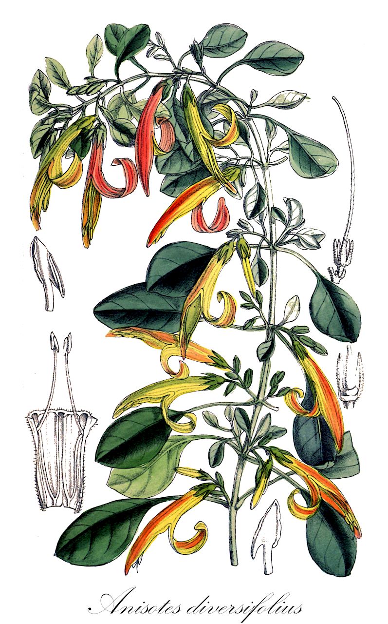 Anisotes diversifolius - Acanthaceae,Plantae,Pteridobiotina,Angiosperms,Lamiales,Acanthaceae,Anisotes,Anisotes diversifolius,Anisotes diversifolius var. brevicallyx