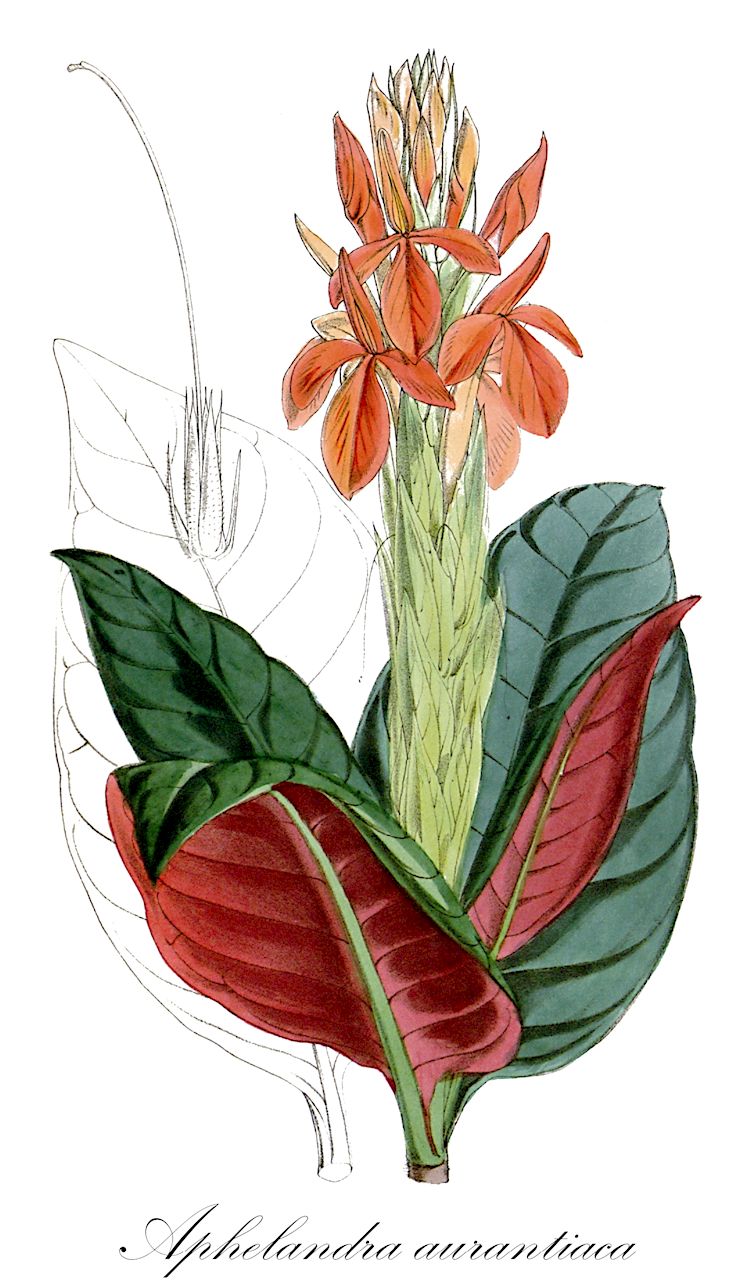 Aphelandra aurantiaca - Acanthaceae,Plantae,Pteridobiotina,Angiosperms,Lamiales,Acanthaceae,Aphelandra,Aphelandra aurantiaca,Hemisandra aurantiaca