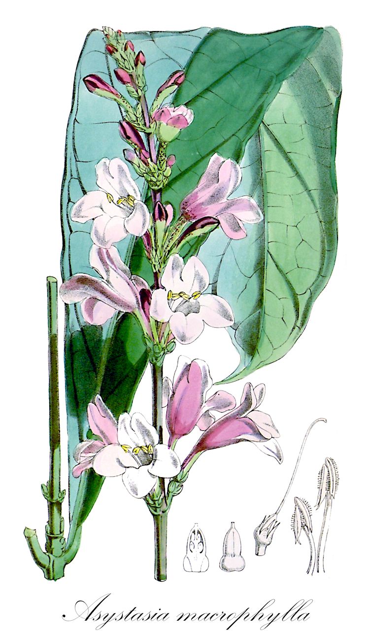 Asystasia macrophylla - Acanthaceae,Plantae,Pteridobiotina,Angiosperms,Lamiales,Acanthaceae,Asystasia,Asystasia macrophylla,Dicentranthera macrophylla