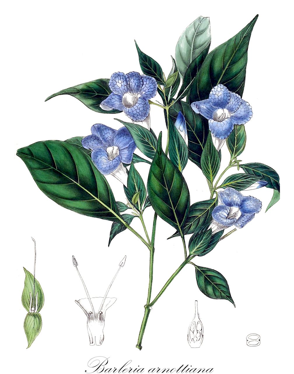 Barleria arnottiana - Acanthaceae,Plantae,Pteridobiotina,Angiosperms,Lamiales,Acanthaceae,Barleria,Barleria arnottiana