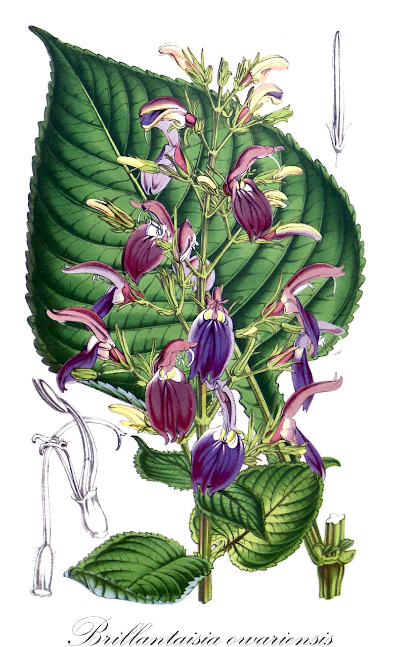 Brillantaisia owariensis - Acanthaceae,Plantae,Pteridobiotina,Angiosperms,Lamiales,Acanthaceae,Brillantaisia,Brillantaisia owariensis,Belantheria belvisiana, Brillantaisia alata, Brillantaisia bauchiensis, Brillantaisia dewevrei, Brillantaisia leonensis, Brillantaisia mahonii, Brillantaisia nitens, Brillantaisia nyanzarum, Brillantaisia patula, Brillantaisia patula var. welwitschii, Brillantaisia salviiflora