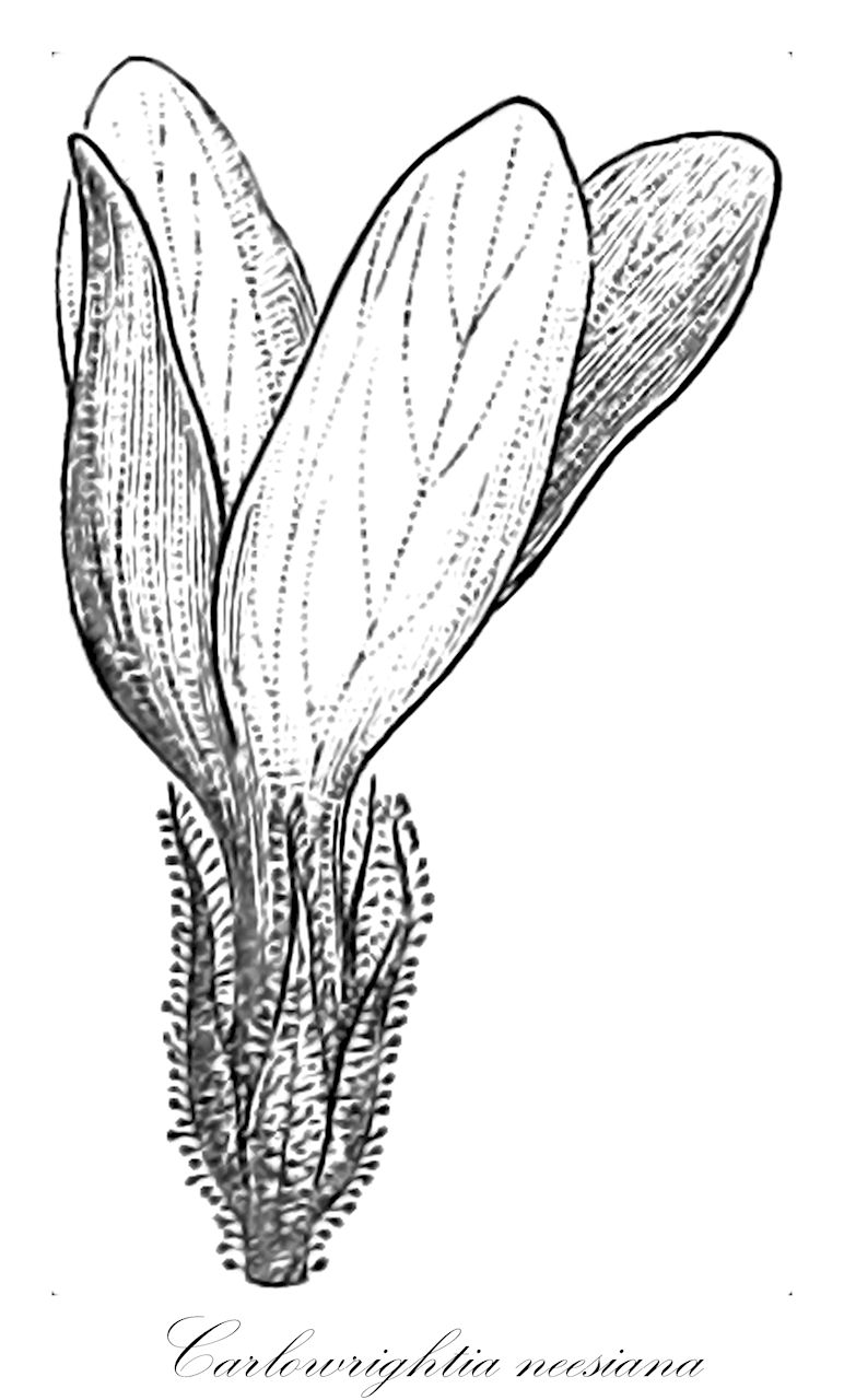 Carlowrightia neesiana - Acanthaceae,Plantae,Pteridobiotina,Angiosperms,Lamiales,Acanthaceae,Carlowrightia,Carlowrightia neesiana,Cardiacanthus neesianus, Carlowrightia glandulosa, Jacobinia neesiana, Justicia pulchella