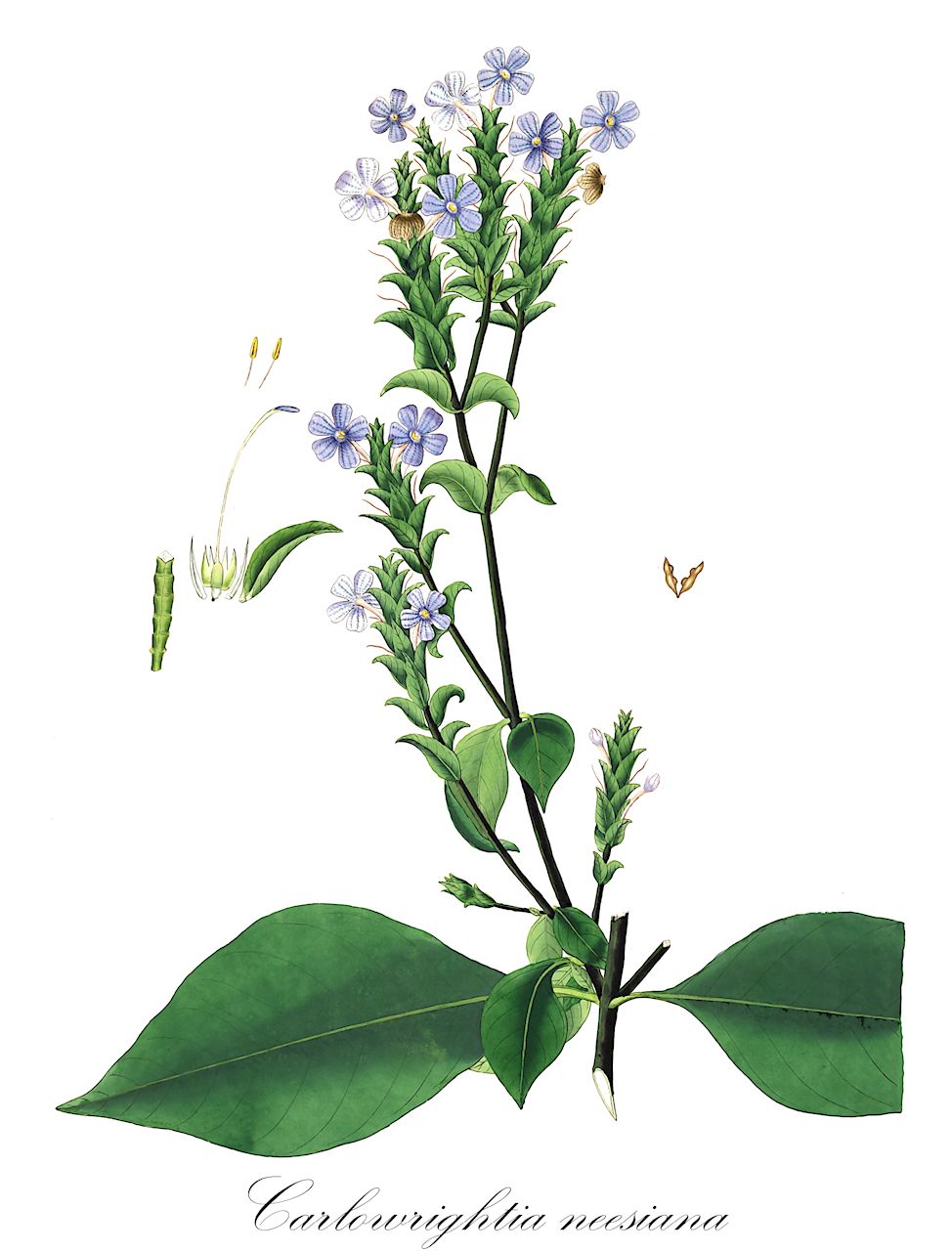 Carlowrightia neesiana - Acanthaceae,Plantae,Pteridobiotina,Angiosperms,Lamiales,Acanthaceae,Carlowrightia,Carlowrightia neesiana,Cardiacanthus neesianus, Carlowrightia glandulosa, Jacobinia neesiana, Justicia pulchella