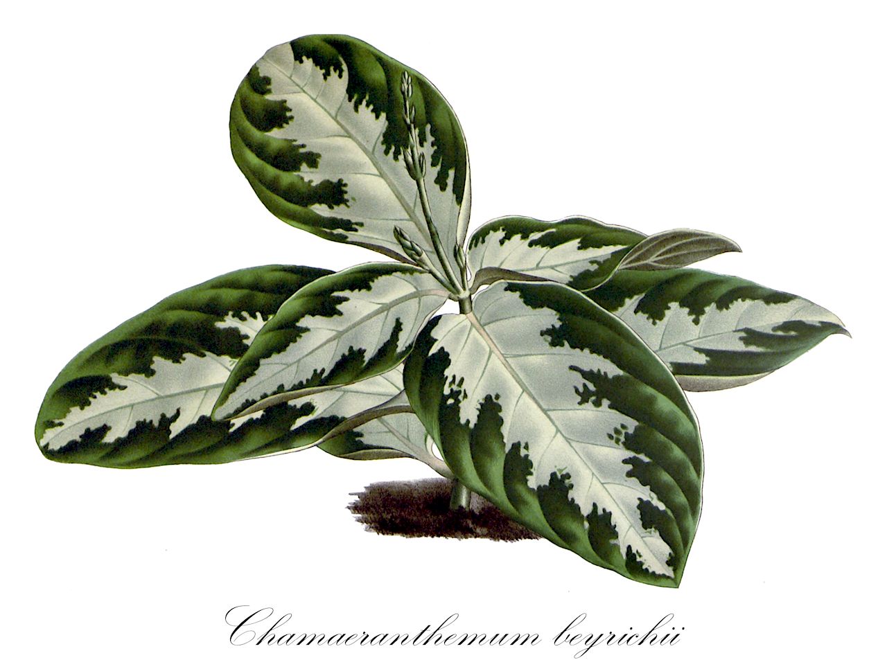 Chamaeranthemum beyrichii - Acanthaceae,Plantae,Pteridobiotina,Angiosperms,Lamiales,Acanthaceae,Chamaeranthemum,Chamaeranthemum beyrichii,Eranthemum beyrichii, Siphoneranthemum beyrichii