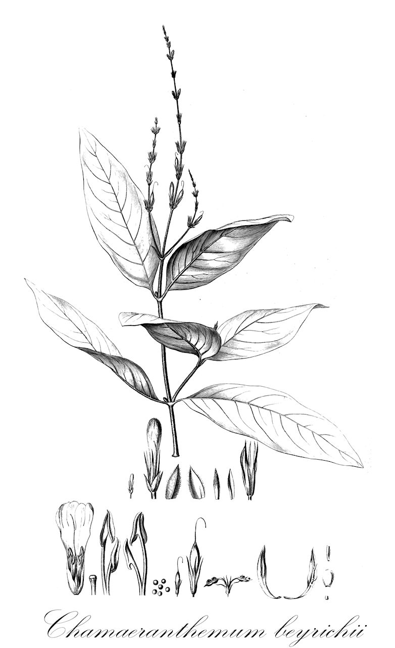 Chamaeranthemum beyrichii - Acanthaceae,Plantae,Pteridobiotina,Angiosperms,Lamiales,Acanthaceae,Chamaeranthemum,Chamaeranthemum beyrichii,Eranthemum beyrichii, Siphoneranthemum beyrichii