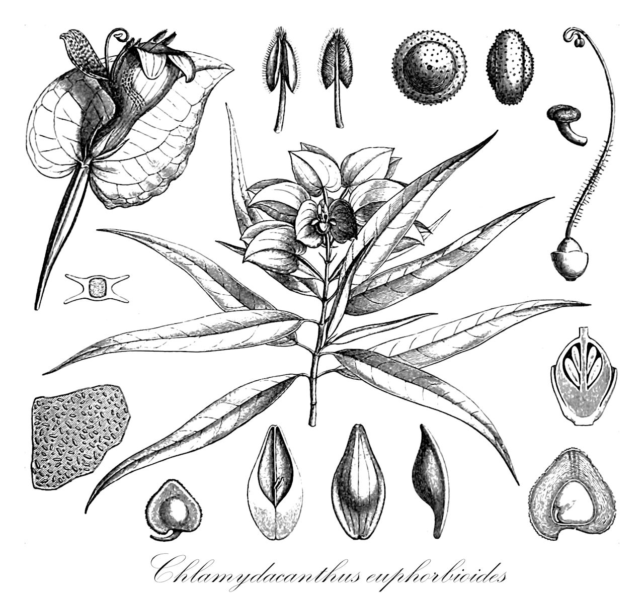 Chlamydacanthus euphorbioides - Acanthaceae,Plantae,Pteridobiotina,Angiosperms,Lamiales,Acanthaceae,Chlamydacanthus,Chlamydacanthus euphorbioides