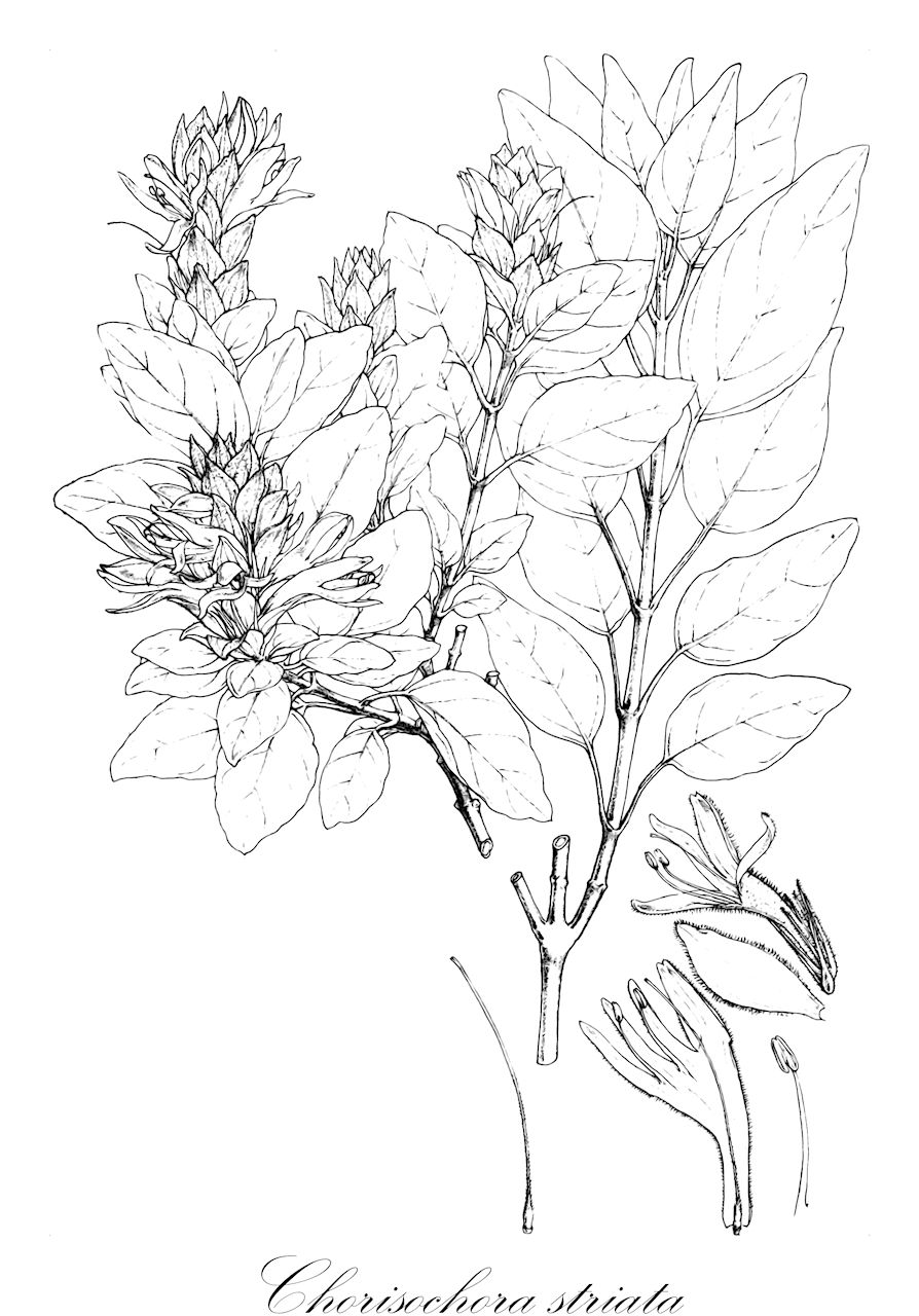 Chorisochora striata - Acanthaceae,Plantae,Pteridobiotina,Angiosperms,Lamiales,Acanthaceae,Chorisochora,Chorisochora striata,Ecbolium striatum