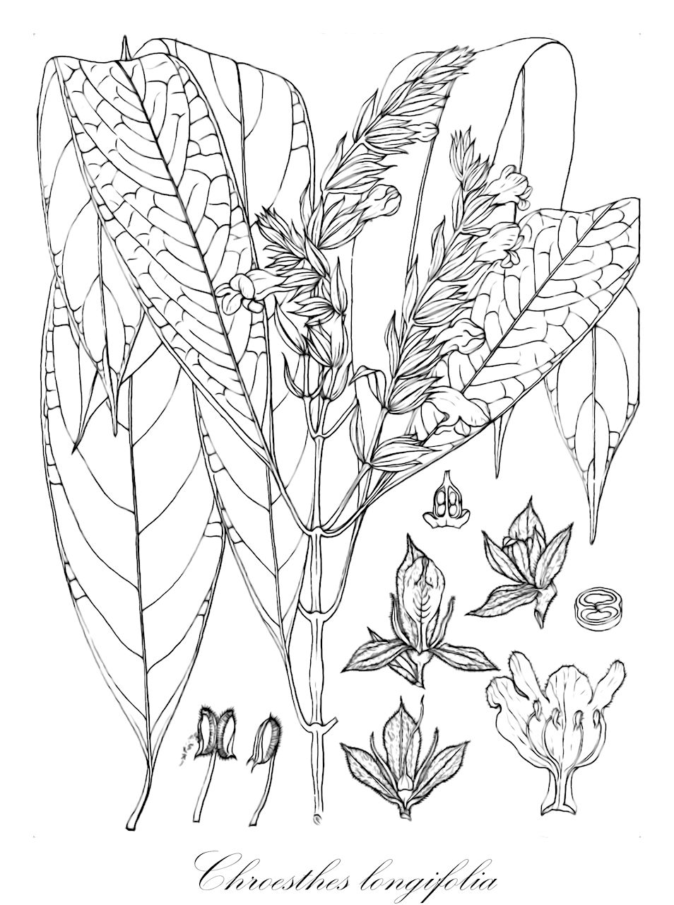 Chroesthes longifolia - Acanthaceae,Plantae,Pteridobiotina,Angiosperms,Lamiales,Acanthaceae,Chroesthes,Chroesthes longifolia,Lepidagathis longifolia