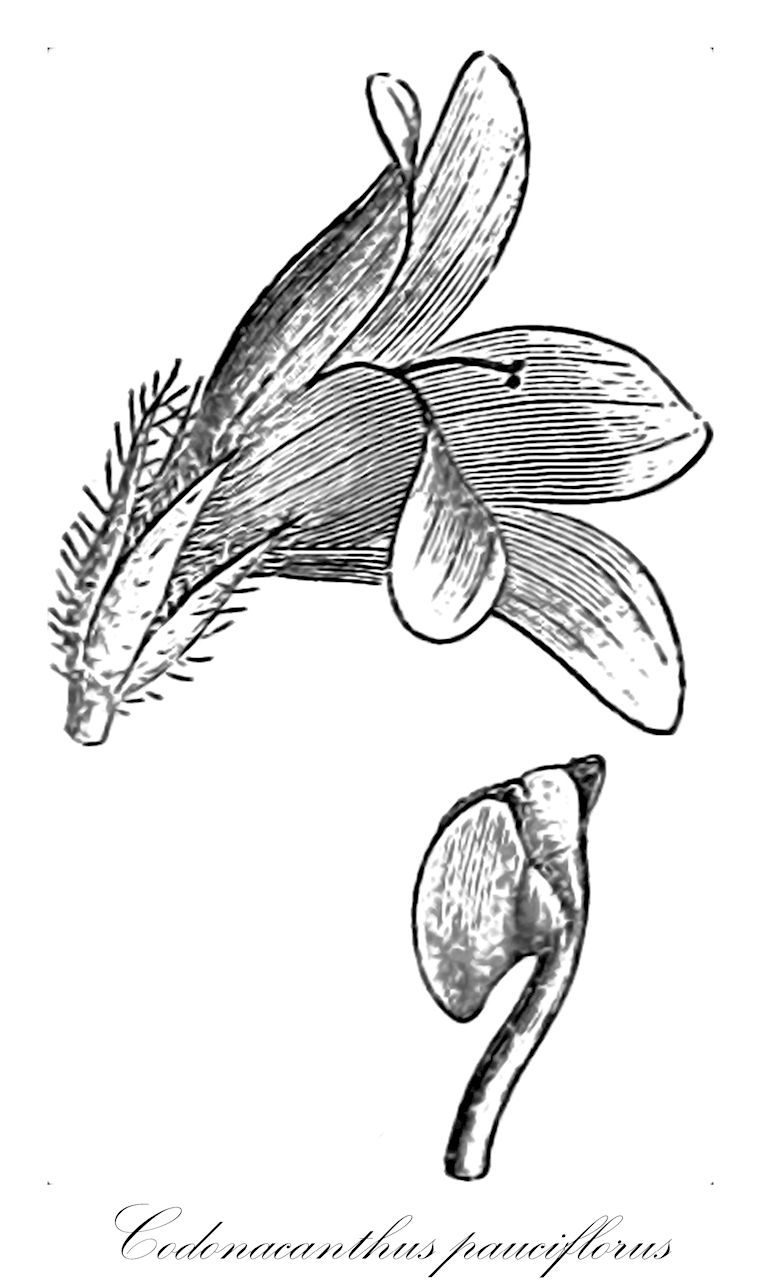 Codonacanthus pauciflorus - Acanthaceae,Plantae,Pteridobiotina,Angiosperms,Lamiales,Acanthaceae,Codonacanthus,Codonacanthus pauciflorus,Asystasia pauciflora, Codonacanthus acuminatus, Leptostachya repanda, Ruellia pauciflora