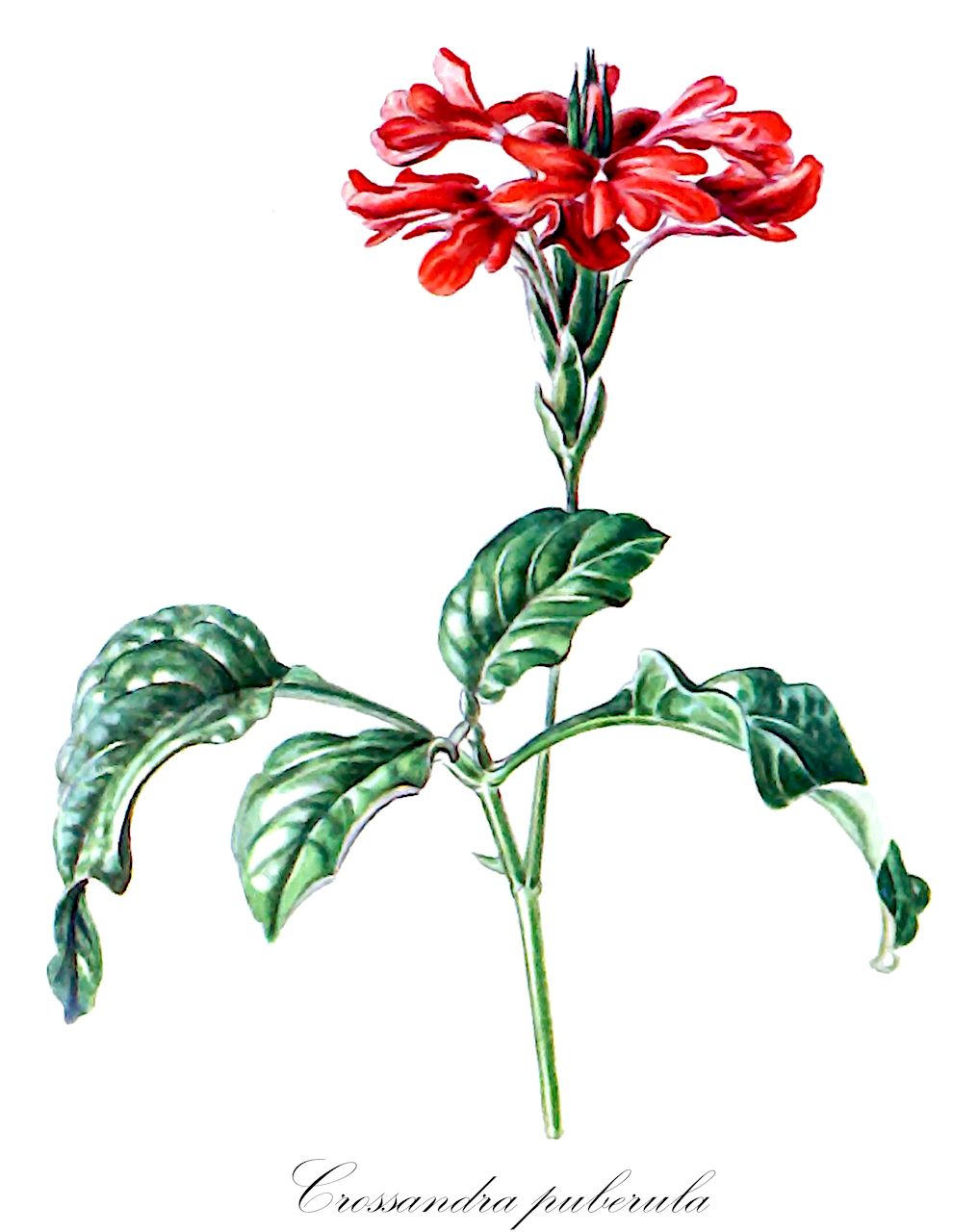 Crossandra puberula - Acanthaceae,Plantae,Pteridobiotina,Angiosperms,Lamiales,Acanthaceae,Crossandra,Crossandra puberula,Crossandra jashi, Crossandra pubescens